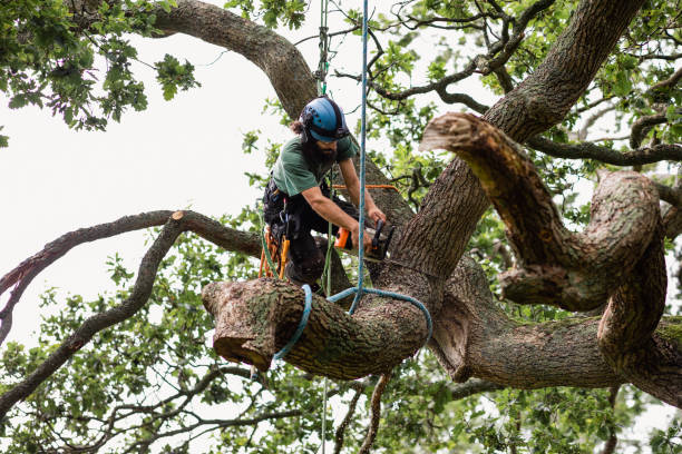 Reliable Calistoga, CA Tree Services Solutions