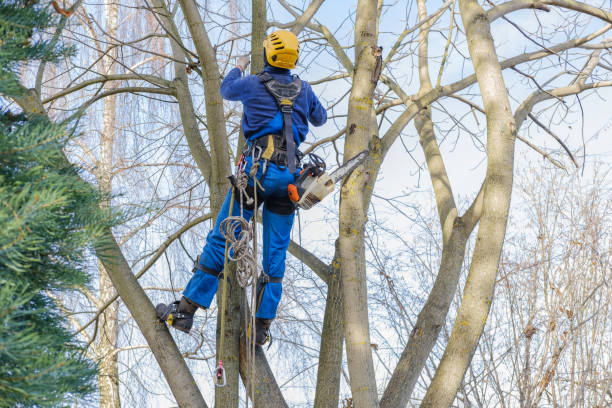 Best Arborist Consultation Services  in Listoga, CA