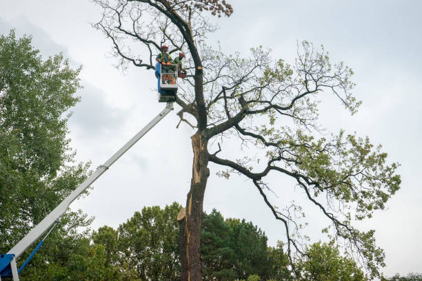 How Our Tree Care Process Works  in  Calistoga, CA