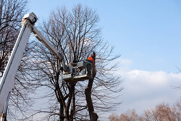  Listoga, CA Tree Services Pros