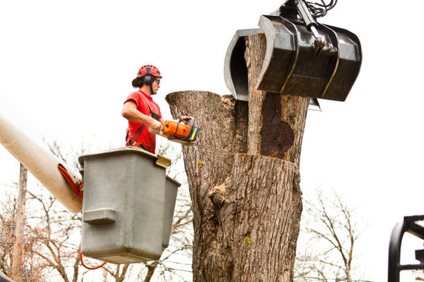 Best Seasonal Cleanup  in Listoga, CA